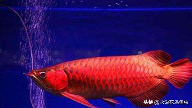 紅龍魚最貴三個品種是什么，種種鑒別技巧紅龍魚