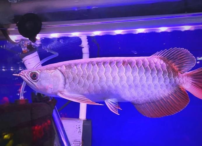 銀龍和金龍魚有什么區(qū)別圖片