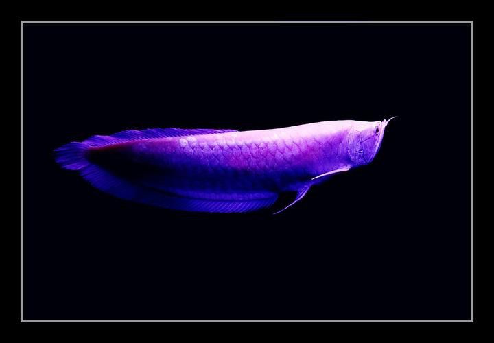 銀龍和金龍魚有什么區(qū)別圖片