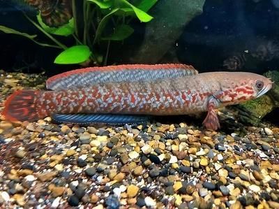 紅星雷龍魚：紅星雷龍魚品種鑒賞指南，雷龍魚品種鑒賞指南，雷龍魚品種介紹