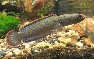 紅星雷龍魚：紅星雷龍魚品種鑒賞指南，雷龍魚品種鑒賞指南，雷龍魚品種介紹