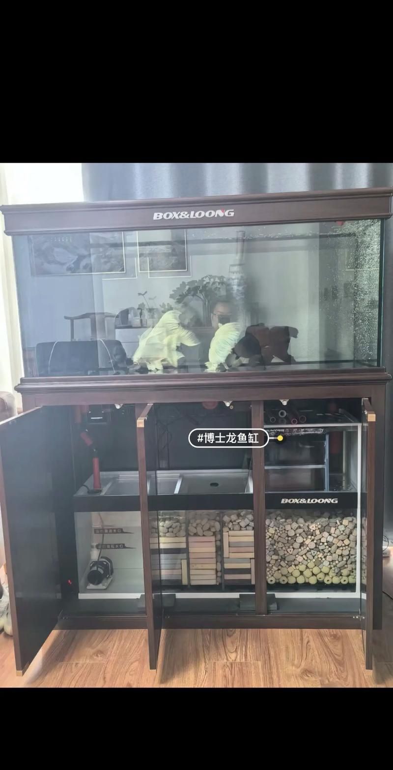 能提供幾張龍魚缸擺放圖片嗎？