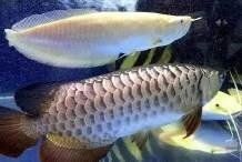 能提供幾張龍魚缸擺放圖片嗎？