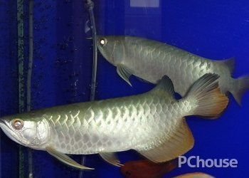 龍魚嚴重立鱗能恢復嗎怎么治（龍魚嚴重立鱗的恢復情況取決于多種因素）
