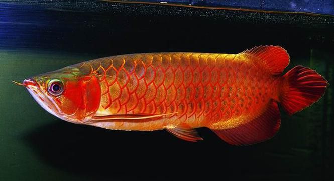 最大的金龍魚圖片欣賞 最大的金龍魚圖片欣賞 龍魚百科 第3張