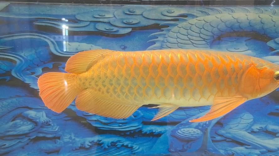 最大的金龍魚圖片欣賞 最大的金龍魚圖片欣賞 龍魚百科 第11張
