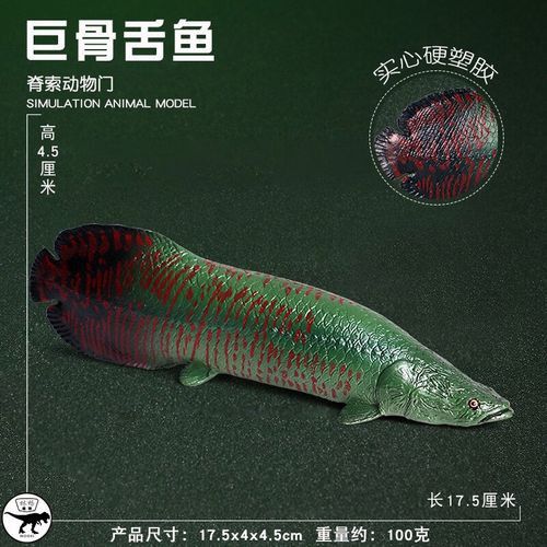 最大的金龍魚圖片欣賞 最大的金龍魚圖片欣賞 龍魚百科 第13張
