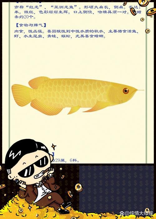 最大的金龍魚圖片欣賞 最大的金龍魚圖片欣賞 龍魚百科 第18張
