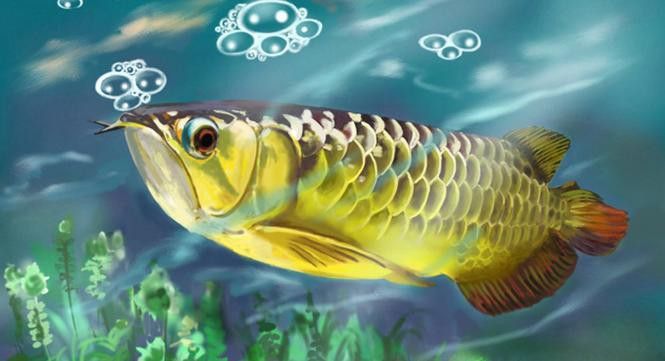 最大的金龍魚圖片欣賞 最大的金龍魚圖片欣賞 龍魚百科 第16張