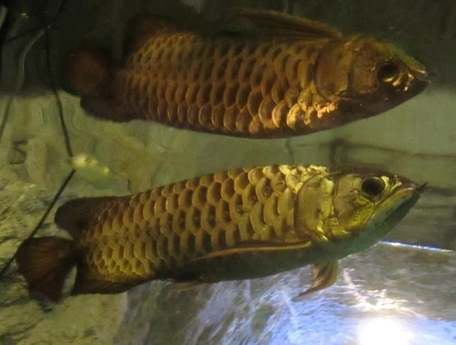 最大的金龍魚圖片欣賞 最大的金龍魚圖片欣賞 龍魚百科 第15張