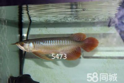 龍魚等級區分圖解：關于龍魚等級的區分方法