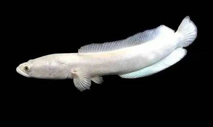 白色雷龍魚品種大全圖片欣賞