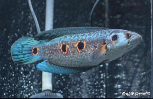 白色雷龍魚品種大全圖片欣賞