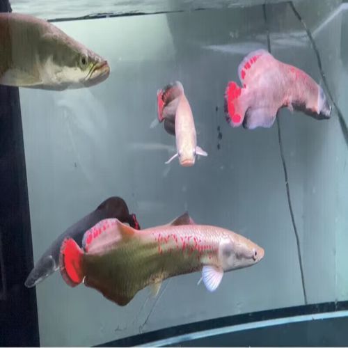 白色雷龍魚品種大全圖片欣賞
