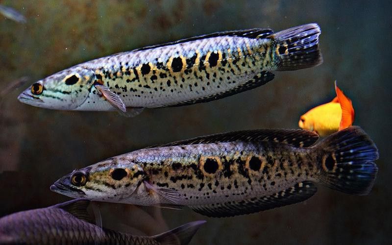 白色雷龍魚品種大全圖片欣賞