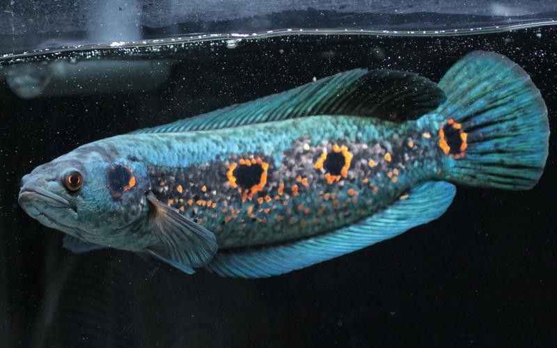 白色雷龍魚品種大全圖片欣賞