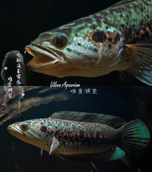 白色雷龍魚品種大全圖片欣賞