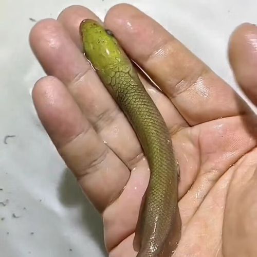 白色雷龍魚品種大全圖片欣賞