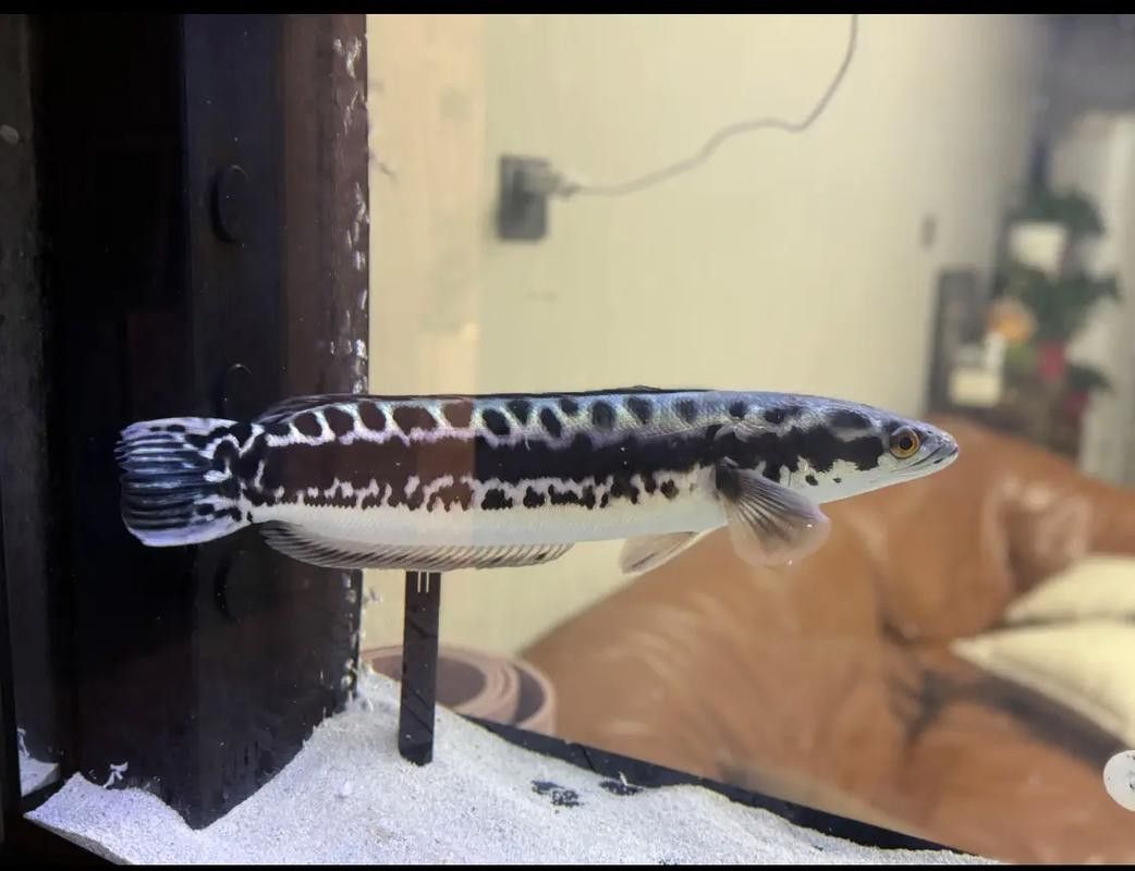 白色雷龍魚品種大全圖片欣賞