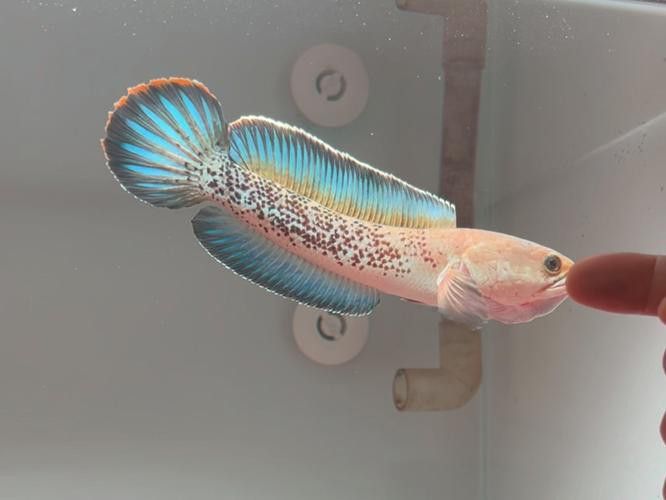 白色雷龍魚品種大全圖片欣賞