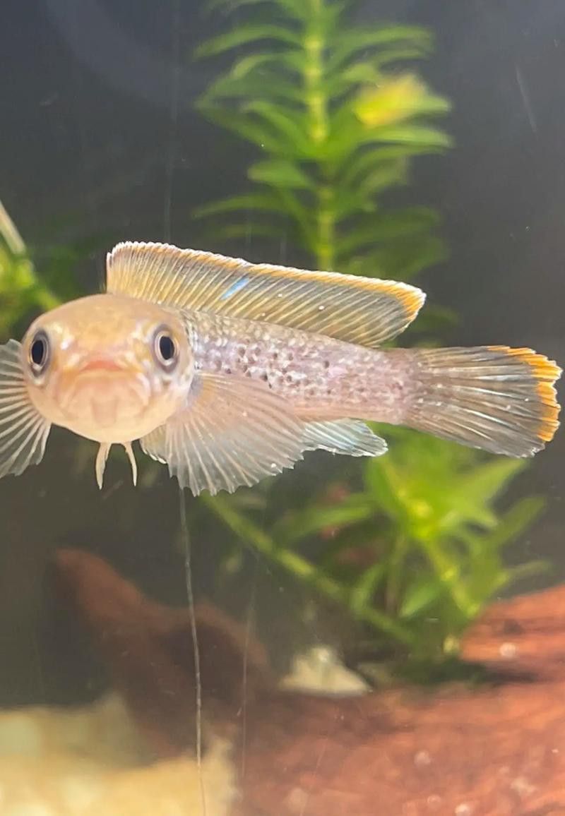 白色雷龍魚品種大全圖片欣賞
