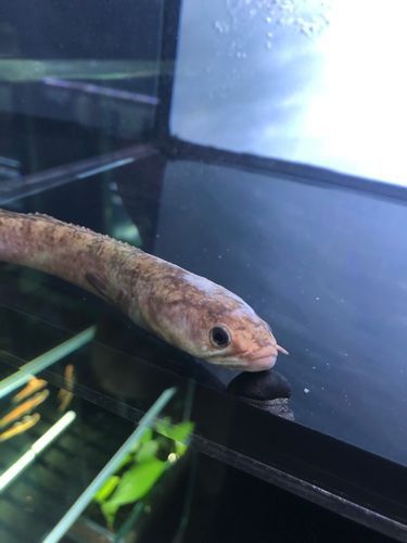 白色雷龍魚品種大全圖片欣賞