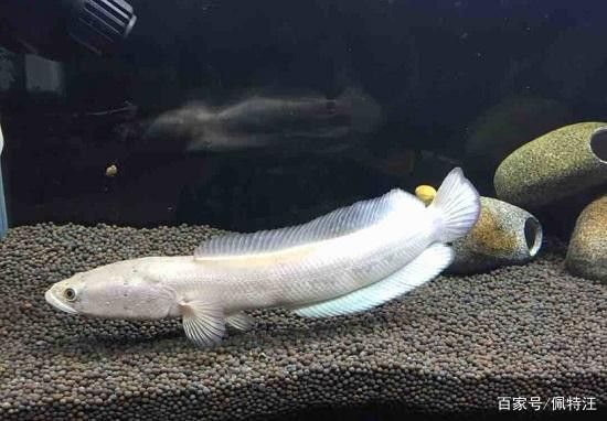 白色雷龍魚品種大全圖片欣賞