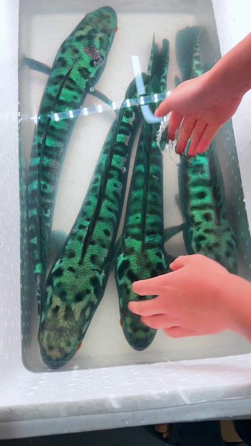 白色雷龍魚品種大全圖片欣賞