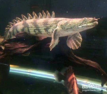 虎紋恐龍和龍魚混養（虎紋恐龍魚和龍魚可以混養嗎）