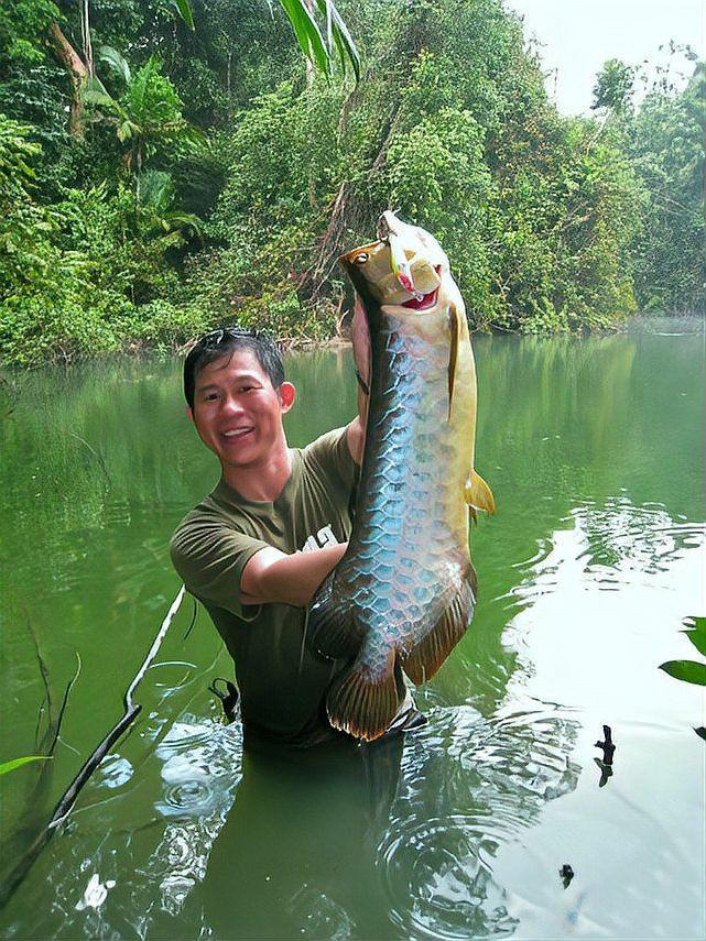 紅龍魚是馬來西亞的好還是印尼的好呢視頻