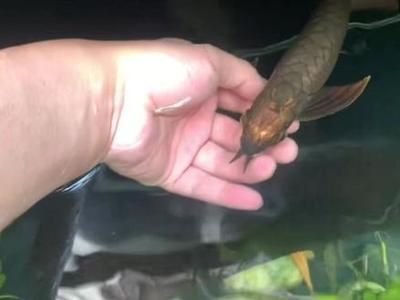 金龍魚的壽命有多長？：紅金龍魚的壽命有多長？