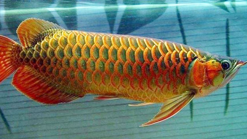 金龍魚的壽命有多長？：紅金龍魚的壽命有多長？