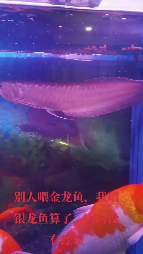 銀龍魚多少錢一條啊圖片欣賞