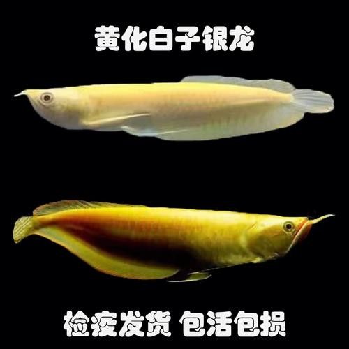 銀龍魚多少錢一條啊圖片欣賞