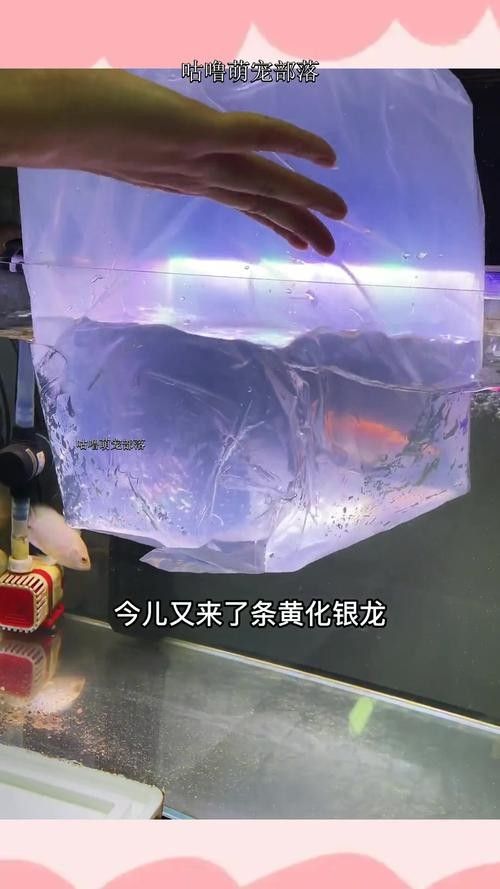 銀龍魚多少錢一條啊圖片欣賞
