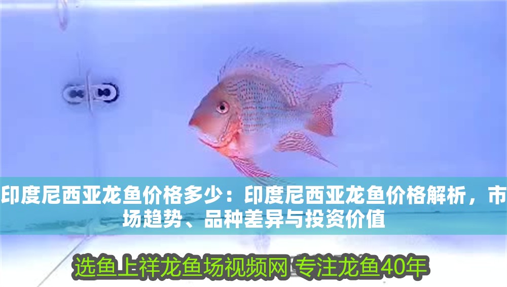 印度尼西亞龍魚價格多少：印度尼西亞龍魚價格解析，市場趨勢、品種差異與投資價值