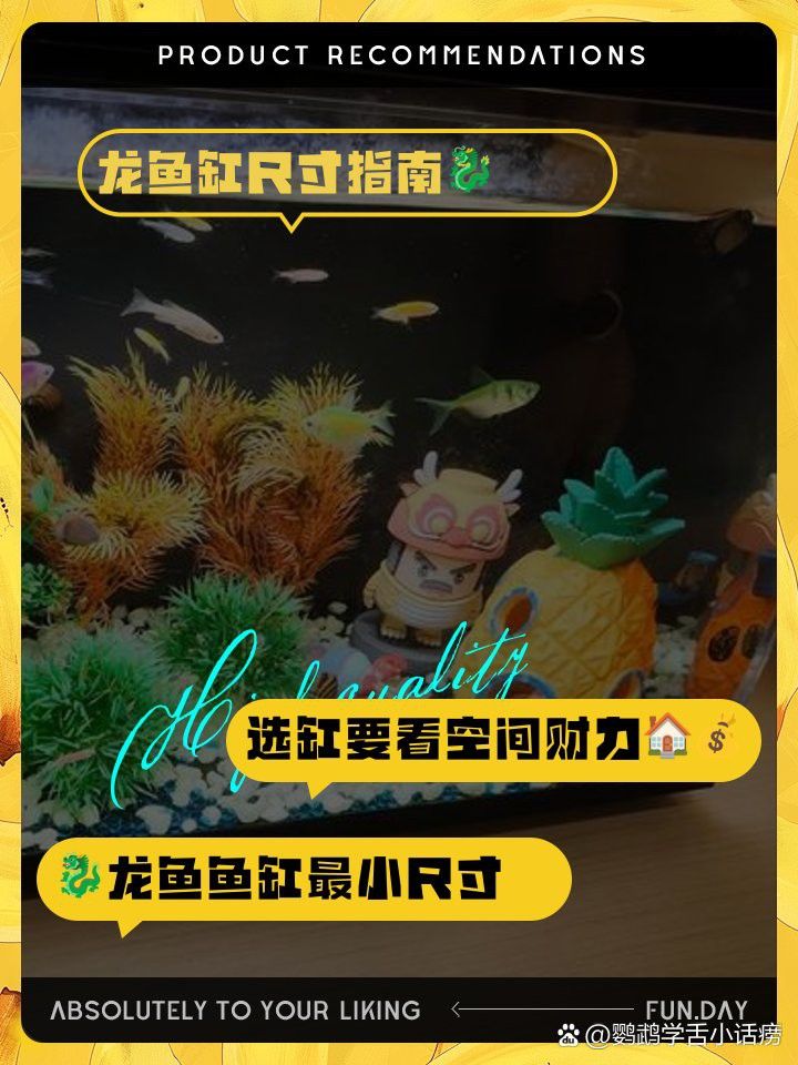 B過金龍魚需要多大的魚缸？
