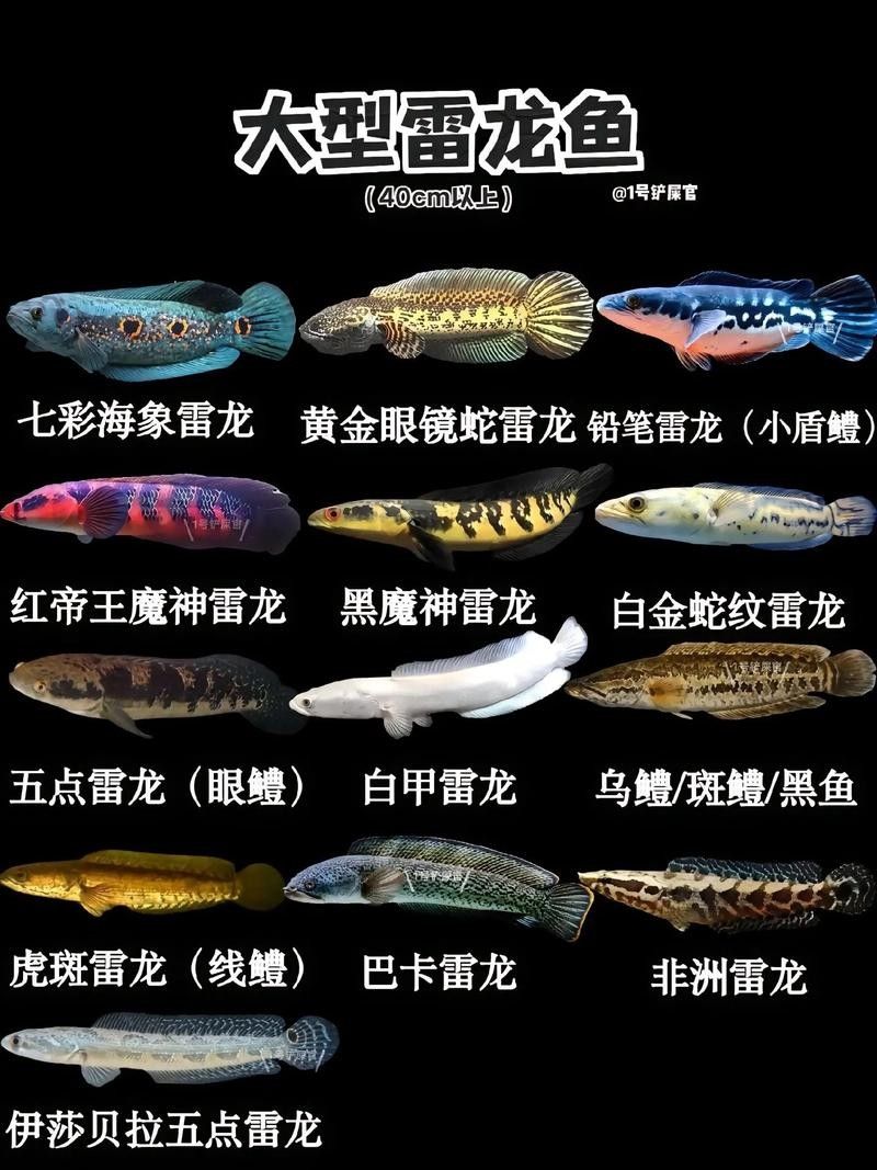 雷龍屬于龍魚嗎圖片欣賞
