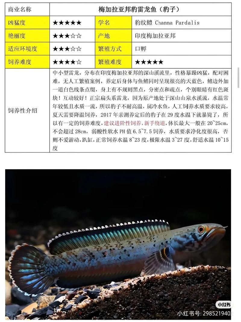 雷龍屬于龍魚嗎圖片欣賞
