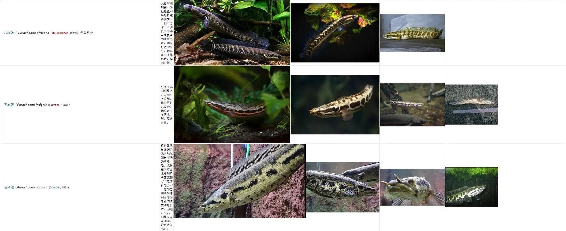 雷龍屬于龍魚嗎圖片欣賞