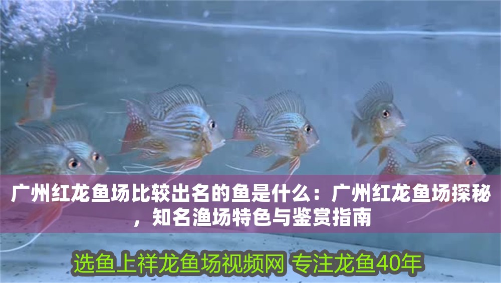 廣州紅龍魚場比較出名的魚是什么：廣州紅龍魚場探秘，知名漁場特色與鑒賞指南