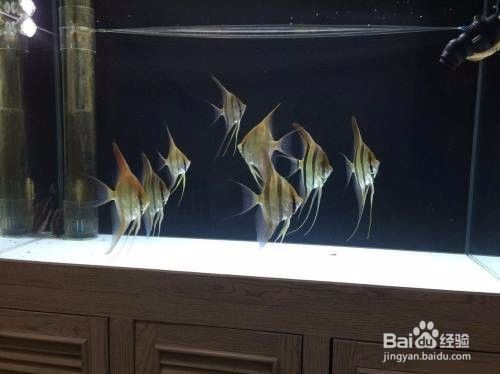 廣州紅龍魚場比較出名的魚是什么：廣州紅龍魚場探秘，知名漁場特色與鑒賞指南