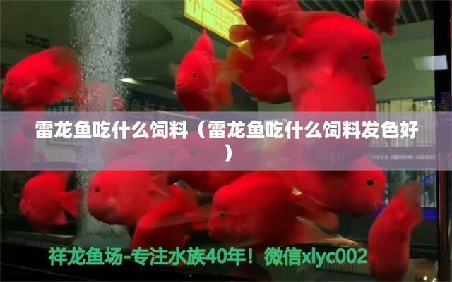 雷龍魚飼料排行榜：雷龍魚飼料品牌及牌子介紹