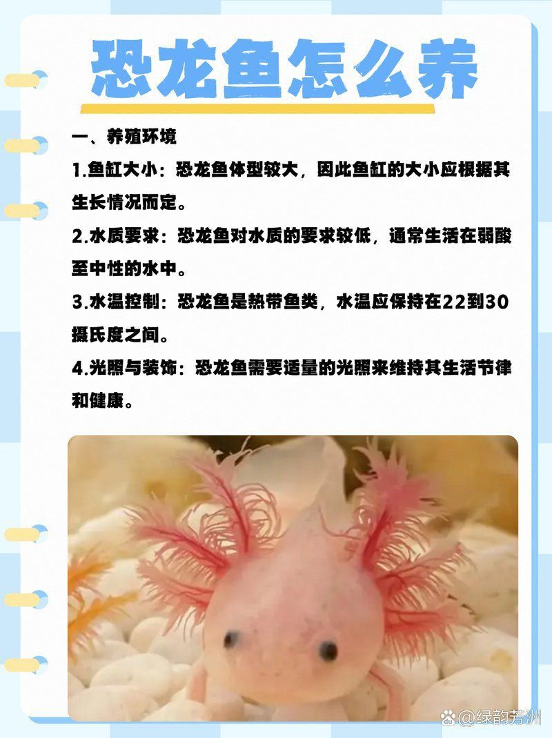 恐龍王魚混養(yǎng)2024年最新消息