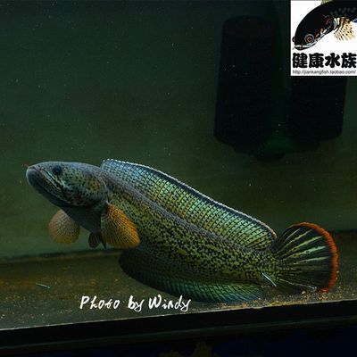 龍魚的配魚單數還是雙數好：龍魚配對魚選擇，傳統上認為單數好于雙數，這一觀念源自于風水學