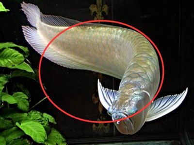 養銀龍魚的風水學說法有哪些：養銀龍魚的風水學說法