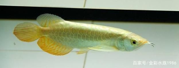 金龍魚的顏色（如何鑒別金龍魚健康，金龍魚品種與顏色關(guān)系）