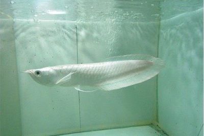 龍魚哪個品種最好養：什么品種的龍魚好養