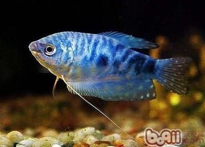 藍色的龍魚叫什么品種魚：藍底過背金龍魚