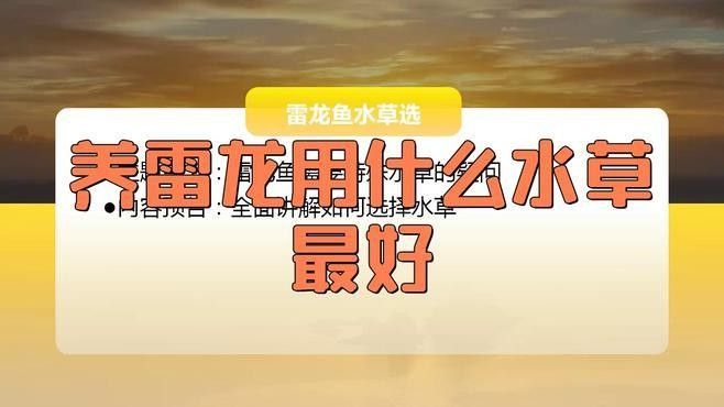 龍魚缸不養(yǎng)龍魚可以養(yǎng)什么植物